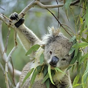 Koala - eating eucalpytus leaves Australia