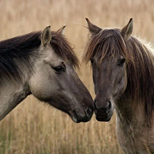 Konik Ponies - Two together -Norfolk Broads National Park-Norfolk-England- Breed originated in ancient lowland farm areas in Poland- Konik means small horse in Polish-Direct descendant of the wild European forest horse or Tarpan that once roamed