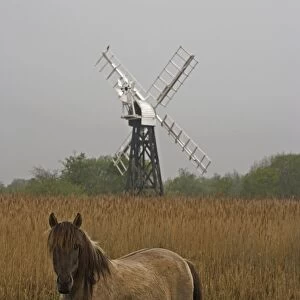 Konik Pony- With windmill in background. Norfolk Broads National Park-Norfolk-England- Breed originated in ancient lowland farm areas in Poland- Konik means small horse in Polish-Direct descendant of the wild European forest horse or Tarpan that