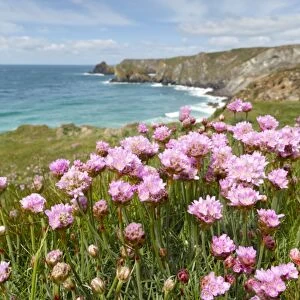 Kynance Cove - Cornwall - UK - Thrift in Foreground