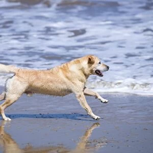 Labrador Dog Running on beach Waxham Beach Norfolk UK
