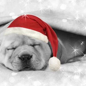 Labrador puppy laying under a blanket wearing a Christmas hat Digital Manipulation: Hat (JD), B&W, stars