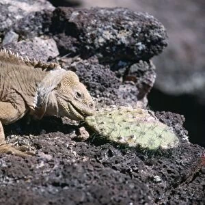 Land Iguana Galapagos Santa Fe