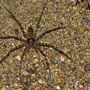A large spider (unidentified) searches for prey on a sand bank of a small stream in the night, primary rainforest of river DAnum valley, Sabah, Borneo, Malaysia; June. Ma39. 3315