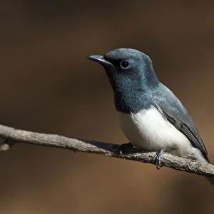 Leaden Flycatcher, male - Found throughout northern and eastern Australia. An uncommon migrant to the southeast but a common breeding resident across the north