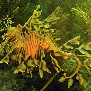 Leafy Sea Dragon - South Australia