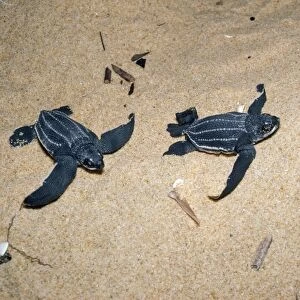 Leatherback / Leathery Turtle - young