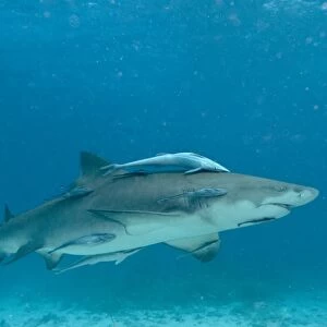 Lemon Shark - female is about to pup - the remoras are waiting to feed on the after birth - Bahamas