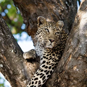 Leopard - resting in fork of tree. Letaba, Kruger National Park, South Africa