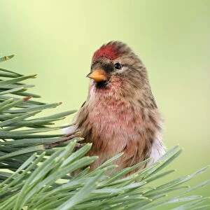 Lesser Redpoll Male on pine