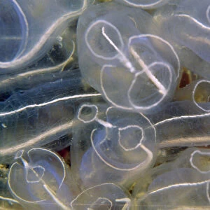 Light bulb Sea Squirt / Tunicate