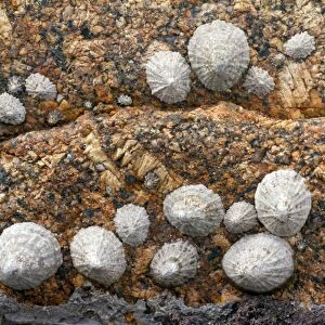 Limpets - on granite rock at Sennen Cove - Land's End - Cornwall - UK