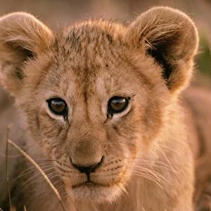 Lion cub FL 569 Maasai Mara, Kenya Panthera leo © Ferrero-Labat / ardea. com