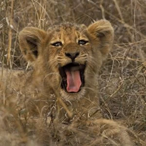 Lion - Cub yawning Sabi Sabi private game reserve, South Africa