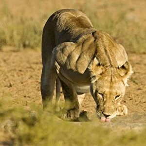 Lion - female drinking - Kgalagadi Transfrontier Park - Kalahari - South Africa - Africa
