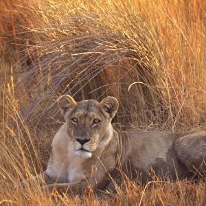 Lion HAY 189 Lying in grass - Botswana, Africa Panthera leo © Hayden Oake / ARDEA LONDON