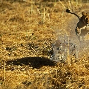 Lion Lioness chasing Warthog (Phacochoerus aethiopicus) Moremi, Botswana