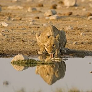 Lion Lioness drinking water Etosha National Park, Namibia, Africa