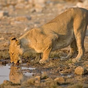 Lion Lioness drinking from a water hole Etosha National Park, Namibia, Africa