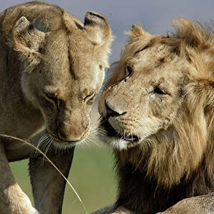 Lion - male & female. Kenya - Africa