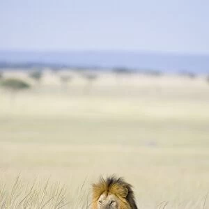 Lion - male - Masai Mara Triangle - Kenya
