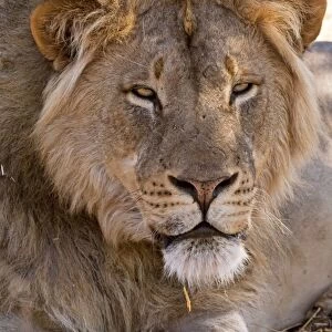 Lion - Mashatu Game Reserve - Botswana