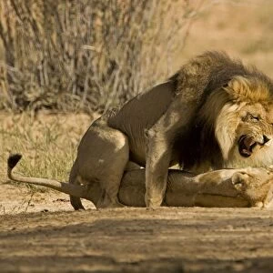 Lion - pair mating with the male snarling and biting the females head and neck Kgalagadi Transfrontier Park - Kalahari - South Africa - Africa