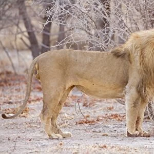 Lion Portait of a pride male Etosha National Park, Namibia, Africa