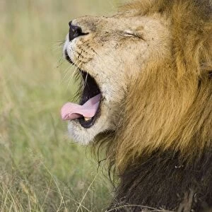 Lion - yawning - Masai Mara Triangle - Kenya