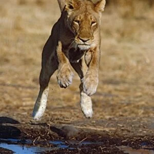 Lioness leaping - Lions go to great lengths to avoid getting wet preferring to keep paws dry Moremi, Botswana