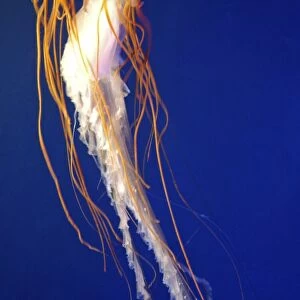 Lion's Mane Jellyfish. N Atlantic