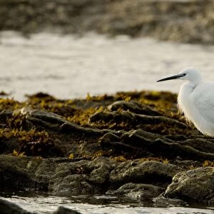 Little Egret - standing in a rock pool at sunset - Atlantic Coast - Namibia - Africa