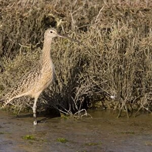 Long-billed Curlew - feeding in saltmarsh and mudflats - California - United States