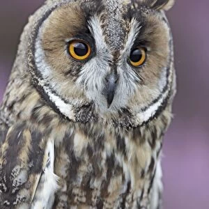 Long eared Owl - close up - West Wales UK 007840