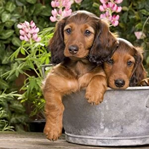 Long-Haired Dachshund / Teckel Dog / Doxie / Doxies in the US - sitting in old metal tub