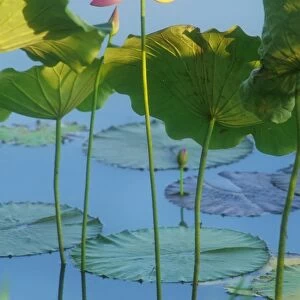 Lotus Lilies - grow in Top End waterways with pink flowers