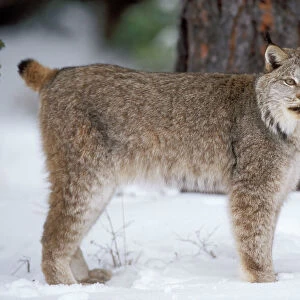 Lynx Canada