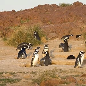 Magellanic Penguin colony Cabo dos Bahias Provincial Reserve, Chubut Province, Patagonia, Argentina