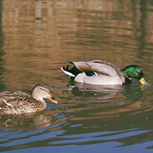 Mallard Duck - female & male