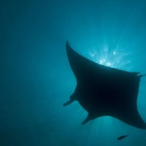 Manta Ray - gentle plankton feeders they have no sting on their tail - this black colour is rare - Raja Ampat - Papua
