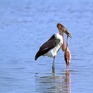 Marabou Stork eating Lesser Flamingo (Phoenicopterus minor). Lake Bogaria - Kenya - Africa
