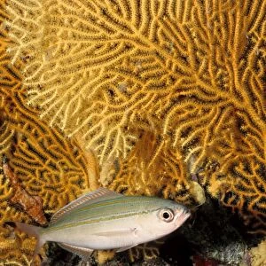 Marr's fusilier (Pterocaesio marri) feeds on plankton and is usually seen in large schools picking its food from the ocean currents. Great Barrier Reef Marine Park, Queensland, Australia