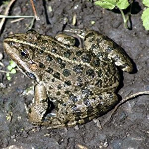 Marsh frog, Europe- introduced to England