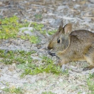 Marsh Rabbit - USA