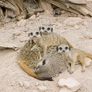 Meerkat / Suricate - sleeping mother & babies