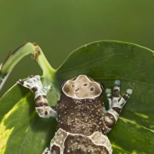Milky Tree Frog - on leaf 15328