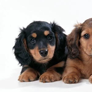 Minature Long-haired Dachshund - puppies