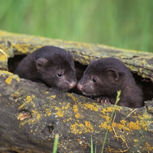 Mink - young kits in den log. Western U. S. A, Spring. MN179