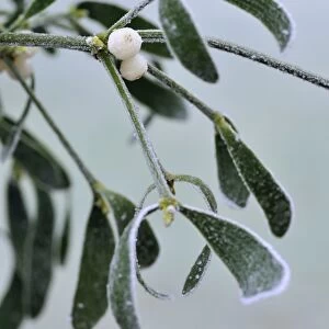 Mistletoe, with frost