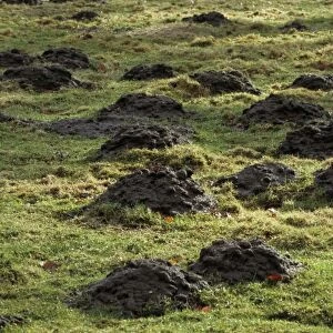 Mole Hills - in meadow